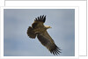 Tawny Eagle, Ngorongoro Conservation Area, Tanzania by Anonymous