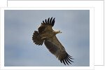Tawny Eagle, Ngorongoro Conservation Area, Tanzania by Anonymous