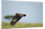 Hooded Vulture, Ngorongoro Conservation Area, Tanzania by Anonymous
