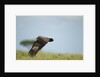 Hooded Vulture, Ngorongoro Conservation Area, Tanzania by Anonymous