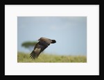 Hooded Vulture, Ngorongoro Conservation Area, Tanzania by Anonymous