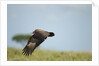Hooded Vulture, Ngorongoro Conservation Area, Tanzania by Anonymous