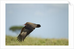 Hooded Vulture, Ngorongoro Conservation Area, Tanzania by Anonymous