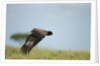 Hooded Vulture, Ngorongoro Conservation Area, Tanzania by Anonymous