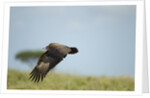 Hooded Vulture, Ngorongoro Conservation Area, Tanzania by Anonymous