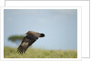 Hooded Vulture, Ngorongoro Conservation Area, Tanzania by Anonymous