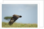 Hooded Vulture, Ngorongoro Conservation Area, Tanzania by Anonymous