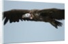 Lappet-Faced Vulture, Ngorongoro Conservation Area, Tanzania by Anonymous
