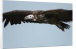 Lappet-Faced Vulture, Ngorongoro Conservation Area, Tanzania by Anonymous