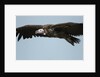 Lappet-Faced Vulture, Ngorongoro Conservation Area, Tanzania by Anonymous