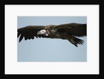 Lappet-Faced Vulture, Ngorongoro Conservation Area, Tanzania by Anonymous