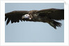 Lappet-Faced Vulture, Ngorongoro Conservation Area, Tanzania by Anonymous