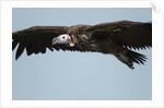 Lappet-Faced Vulture, Ngorongoro Conservation Area, Tanzania by Anonymous