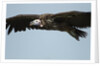 Lappet-Faced Vulture, Ngorongoro Conservation Area, Tanzania by Anonymous
