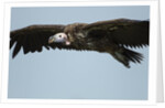 Lappet-Faced Vulture, Ngorongoro Conservation Area, Tanzania by Anonymous