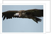 Lappet-Faced Vulture, Ngorongoro Conservation Area, Tanzania by Anonymous