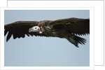 Lappet-Faced Vulture, Ngorongoro Conservation Area, Tanzania by Anonymous