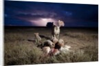 Cheetah and Lightning Storm, Ngorongoro Conservation Area, Tanzania by Anonymous