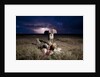 Cheetah and Lightning Storm, Ngorongoro Conservation Area, Tanzania by Anonymous