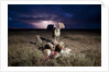 Cheetah and Lightning Storm, Ngorongoro Conservation Area, Tanzania by Anonymous