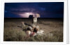 Cheetah and Lightning Storm, Ngorongoro Conservation Area, Tanzania by Anonymous