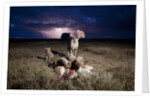 Cheetah and Lightning Storm, Ngorongoro Conservation Area, Tanzania by Anonymous