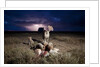 Cheetah and Lightning Storm, Ngorongoro Conservation Area, Tanzania by Anonymous