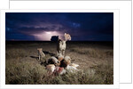 Cheetah and Lightning Storm, Ngorongoro Conservation Area, Tanzania by Anonymous