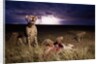 Cheetah and Lightning Storm, Ngorongoro Conservation Area, Tanzania by Anonymous