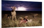 Cheetah and Lightning Storm, Ngorongoro Conservation Area, Tanzania by Anonymous
