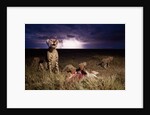 Cheetah and Lightning Storm, Ngorongoro Conservation Area, Tanzania by Anonymous