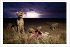 Cheetah and Lightning Storm, Ngorongoro Conservation Area, Tanzania by Anonymous