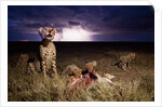 Cheetah and Lightning Storm, Ngorongoro Conservation Area, Tanzania by Anonymous