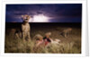 Cheetah and Lightning Storm, Ngorongoro Conservation Area, Tanzania by Anonymous