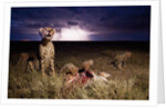 Cheetah and Lightning Storm, Ngorongoro Conservation Area, Tanzania by Anonymous