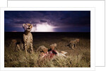 Cheetah and Lightning Storm, Ngorongoro Conservation Area, Tanzania by Anonymous