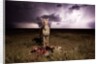 Cheetah and Lightning Storm, Ngorongoro Conservation Area, Tanzania by Anonymous