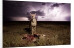 Cheetah and Lightning Storm, Ngorongoro Conservation Area, Tanzania by Anonymous