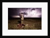 Cheetah and Lightning Storm, Ngorongoro Conservation Area, Tanzania by Anonymous