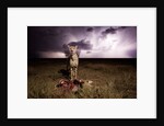 Cheetah and Lightning Storm, Ngorongoro Conservation Area, Tanzania by Anonymous