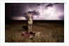 Cheetah and Lightning Storm, Ngorongoro Conservation Area, Tanzania by Anonymous