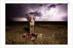Cheetah and Lightning Storm, Ngorongoro Conservation Area, Tanzania by Anonymous