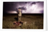 Cheetah and Lightning Storm, Ngorongoro Conservation Area, Tanzania by Anonymous