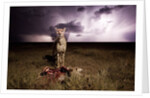 Cheetah and Lightning Storm, Ngorongoro Conservation Area, Tanzania by Anonymous