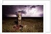 Cheetah and Lightning Storm, Ngorongoro Conservation Area, Tanzania by Anonymous