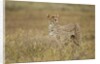 Cheetah, Ngorongoro Conservation Area, Tanzania by Anonymous