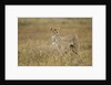 Cheetah, Ngorongoro Conservation Area, Tanzania by Anonymous