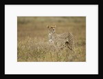 Cheetah, Ngorongoro Conservation Area, Tanzania by Anonymous