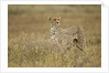 Cheetah, Ngorongoro Conservation Area, Tanzania by Anonymous