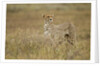 Cheetah, Ngorongoro Conservation Area, Tanzania by Anonymous
